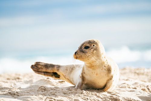Seehund bei Grenen, Dänemark