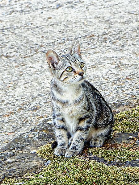 Niblett Looking Worried by Dorothy Berry-Lound