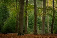 Herfst in het landgoed Baest