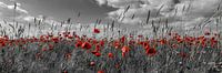 Mohnblumenfeld in colorkey