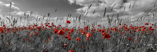 Klaprozenveld in colorkey