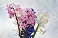 Fris boeket van een blauwe een witte en een rose hyacint van Jolanda de Jong-Jansen thumbnail