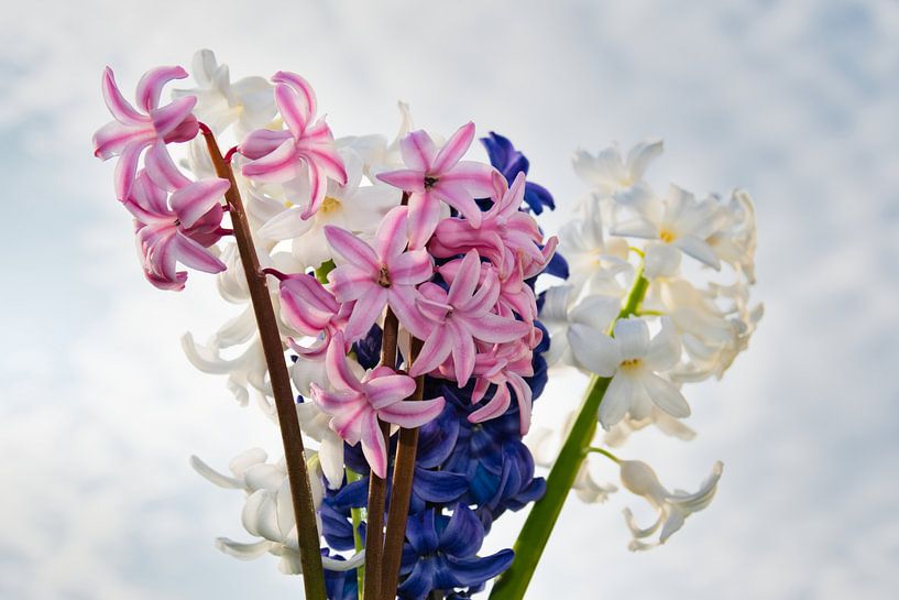 Fris boeket van een blauwe een witte en een rose hyacint van Jolanda de Jong-Jansen