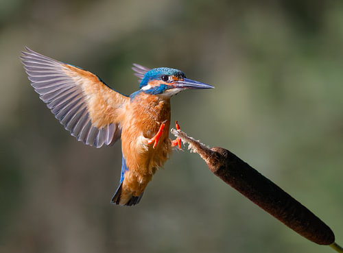 Ein Eisvogel landet auf einem Schilfhalm