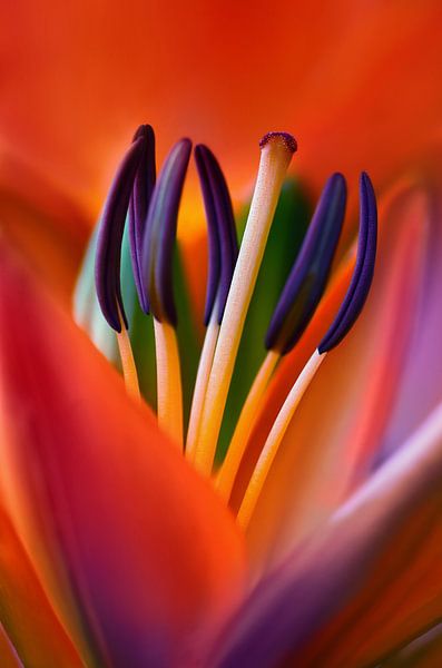 Lily by Violetta Honkisz