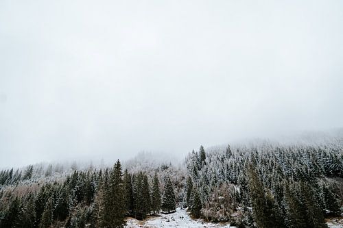 Natural winter - mountain fog with snow-covered treetops
