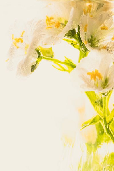 Lewisia in ice 3 by Marc Heiligenstein