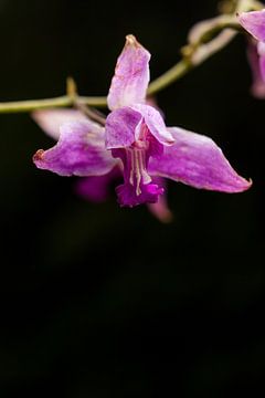 Fleur d'orchidée sauvage sur Luis Boullosa