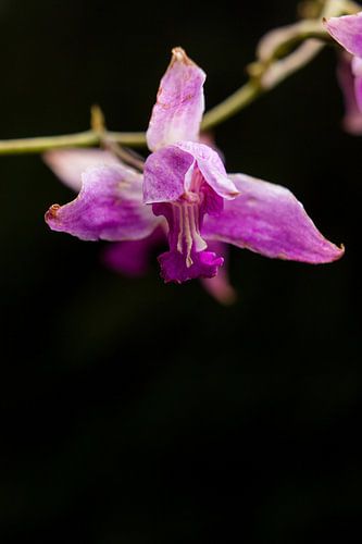 Wild orchid flower