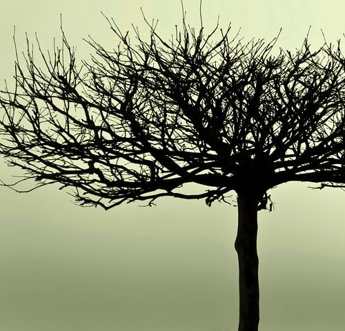 Natuurlijke schoonheid - geelgroene tint