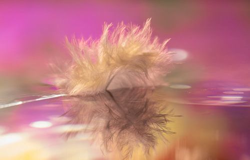 donsveertje in het water