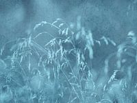 summer wind
