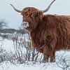 Schotse Hooglander in de sneeuw van Jonai