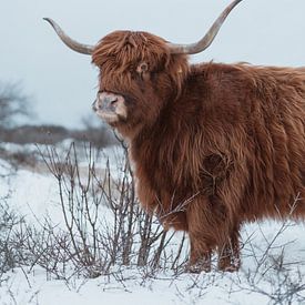 Schottischer Highlander im Schnee von Jonai