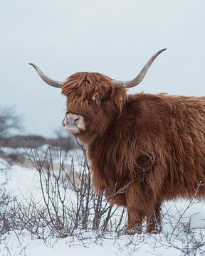 Schotse Hooglander in de sneeuw