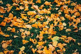 Ginkgo Yellow 6/6 by Auke Hamers