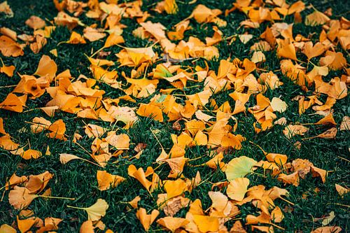 Ginkgo Gelb 6/6