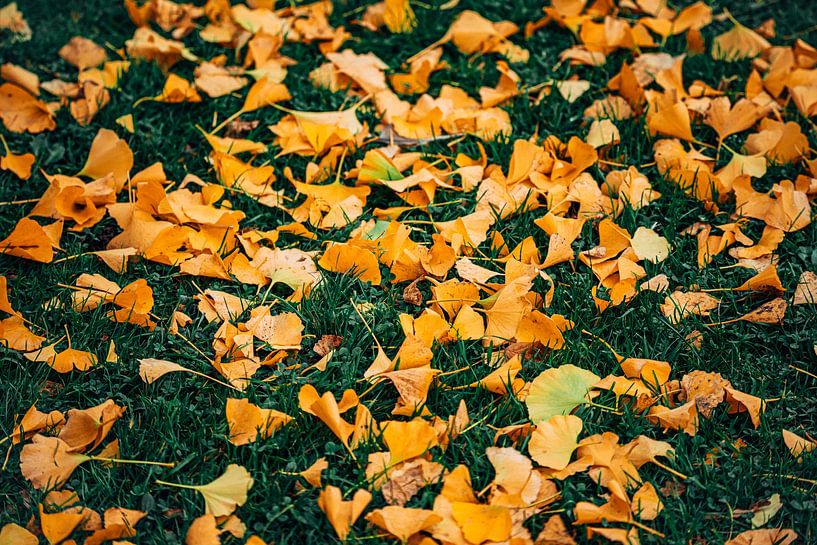Ginkgo Gelb 6/6 von Auke Hamers