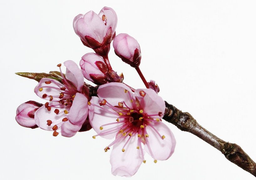Frühling pur van Stephanie Köhl