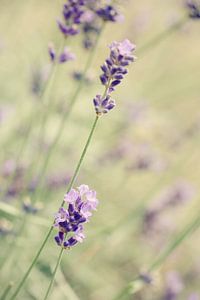 Lavender by LHJB Photography