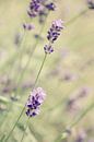 Lavendel von LHJB Photography Miniaturansicht