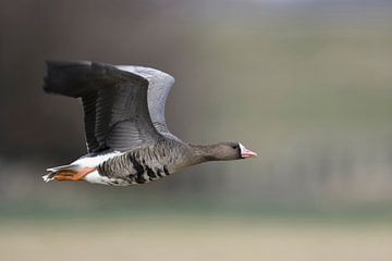 White-fronted Goose ( Anser albifrons ), in fast flight sur wunderbare Erde
