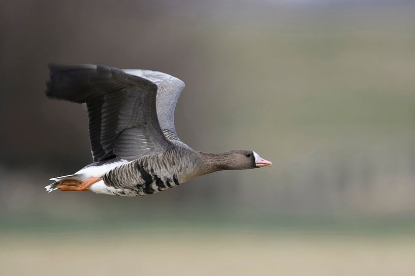 White-fronted Goose ( Anser albifrons ), in fast flight by wunderbare Erde