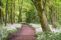 Daslook dans la forêt d'Amsterdam