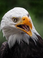 Amerikaanse Zeearend