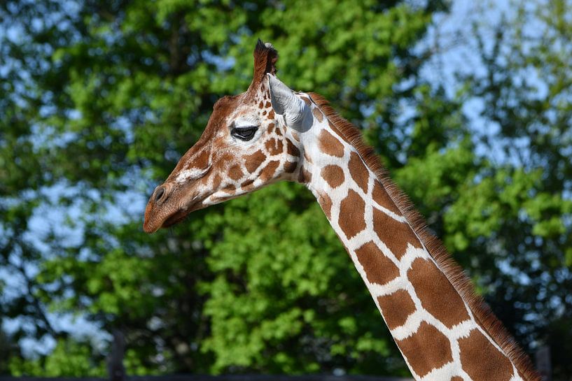 Close-up of a giraffe by Chi