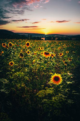 Zonnebloemveld in zonsondergang, zonnebloem landschap fotografie