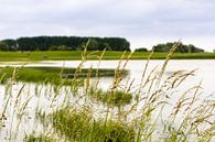 Lekdijk - Gras langs de oever van Tony Buijse thumbnail