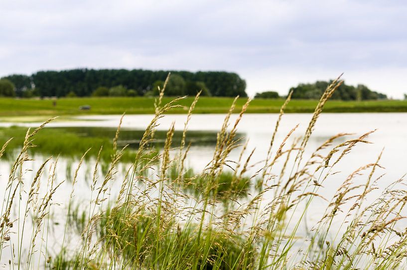 Lekdijk - Gras langs de oever van Tony Buijse