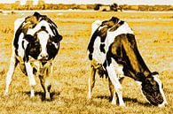 Zwartbont Koeien in de Weiland Goud van Hendrik-Jan Kornelis thumbnail