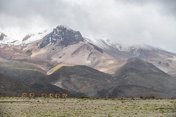 Vicunja kudde in Chimborazo Nationaal Park Ecuador van Lex van Doorn