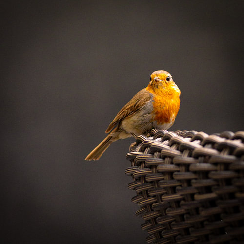 Das neugierige Rotkehlchen von SO fotografie