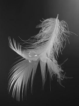 Black-and-white still life of peace and balance: A drop resting on a feather by Marjolijn van den Berg