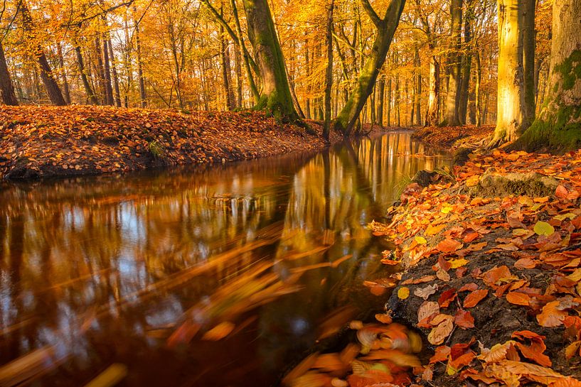 Flowing forest creek during a beautiful day in fall by Sjoerd van der Wal Photography