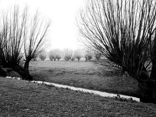 Les saules pollinisateurs