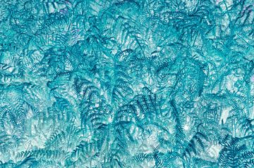 Ferns as wallpaper by Corinne Welp