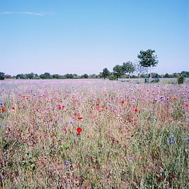 A summer dream in Forchheim – a wildflower meadow in Rheinstetten, Baden by Rolleiflex Fine Art