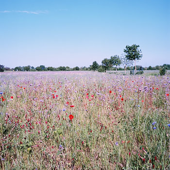 Sommertraum in Forchheim – Wilde Blumenwiese im badischen Rheinstetten