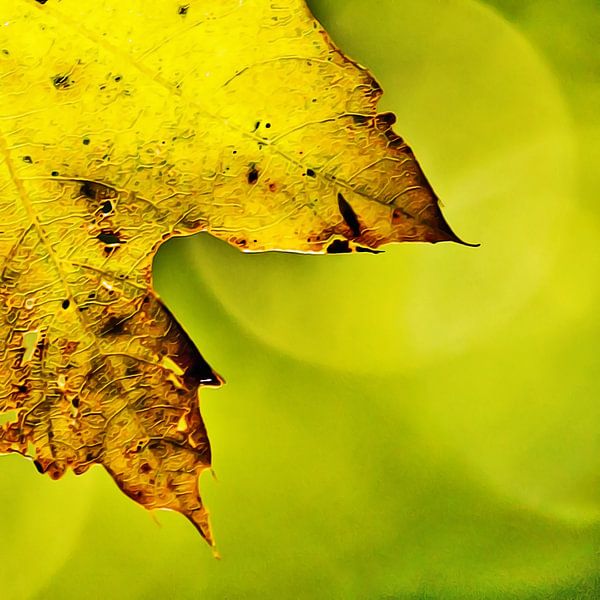 Camouflage von Art by Jeronimo