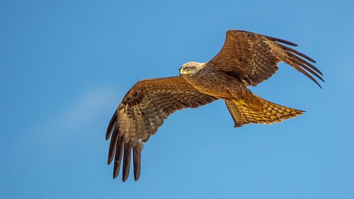 Schwarzmilan im vollen Flug