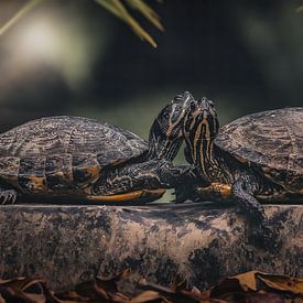 Yellow-cheeked turtle by Maurice Cobben