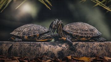 Tortue à joues jaunes sur Maurice Cobben