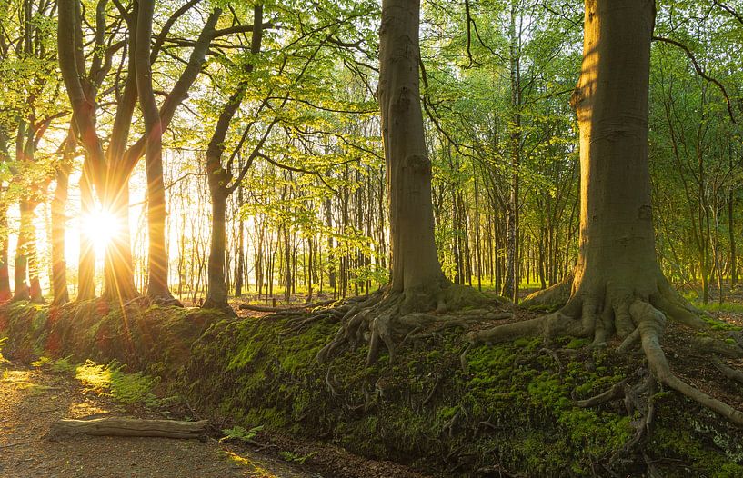 Zonsopkomst in het bos (Nederland) van Marcel Kerdijk