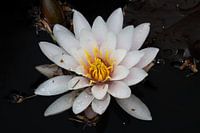 Keep blooming, the light makes imperfections invisible.