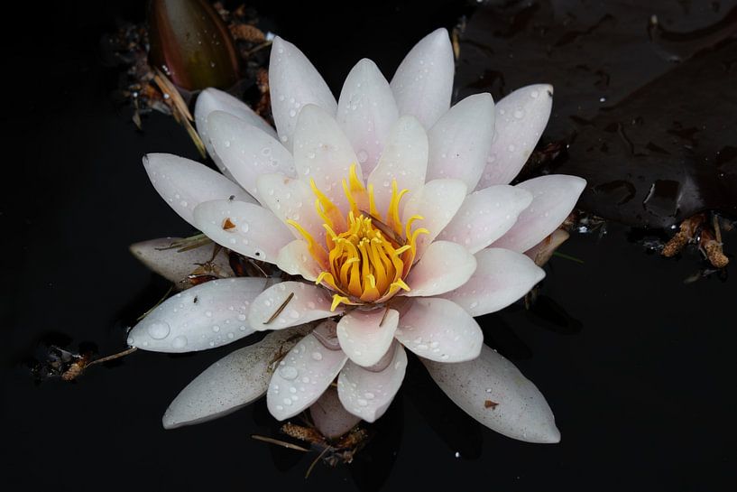 Keep blooming, the light makes imperfections invisible. by Elmo Brack