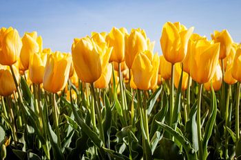 gelbe Tulpen auf dem Land